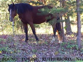 FOUND EQUINE RUTHERFORD, Near union mills, NC, 28167